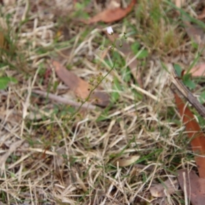 Drosera auriculata at Moruya, NSW - 24 Aug 2023