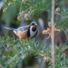 Acanthorhynchus tenuirostris (Eastern Spinebill) at Point Hut to Tharwa - 24 Aug 2023 by RodDeb