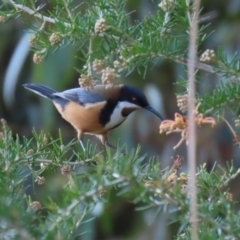 Acanthorhynchus tenuirostris at Tuggeranong, ACT - 24 Aug 2023