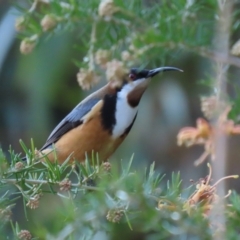 Acanthorhynchus tenuirostris at Tuggeranong, ACT - 24 Aug 2023