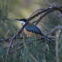 Acanthorhynchus tenuirostris at Tuggeranong, ACT - 24 Aug 2023 01:37 PM