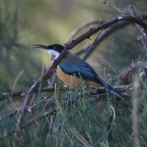 Acanthorhynchus tenuirostris at Tuggeranong, ACT - 24 Aug 2023 01:37 PM