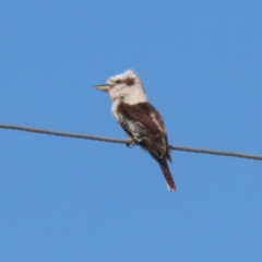 Dacelo novaeguineae (Laughing Kookaburra) at Tuggeranong, ACT - 24 Aug 2023 by RodDeb