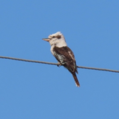 Dacelo novaeguineae (Laughing Kookaburra) at Tuggeranong, ACT - 24 Aug 2023 by RodDeb