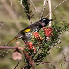 Phylidonyris novaehollandiae at Tuggeranong, ACT - 24 Aug 2023