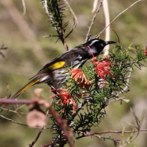 Phylidonyris novaehollandiae at Tuggeranong, ACT - 24 Aug 2023