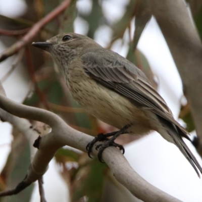 Pachycephala rufiventris (Rufous Whistler) at Tuggeranong, ACT - 24 Aug 2023 by RodDeb