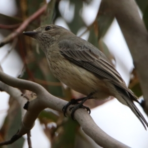 Pachycephala rufiventris at Tuggeranong, ACT - 24 Aug 2023