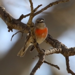 Petroica boodang (Scarlet Robin) at Point Hut to Tharwa - 24 Aug 2023 by RodDeb