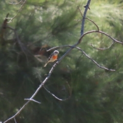 Petroica boodang at Tuggeranong, ACT - 24 Aug 2023 01:56 PM