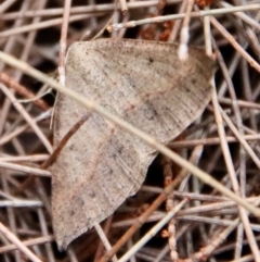 Unidentified Geometer moth (Geometridae) at Moruya, NSW - 24 Aug 2023 by LisaH