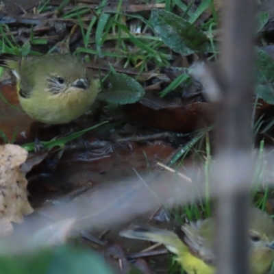 Acanthiza nana (Yellow Thornbill) at Point Hut to Tharwa - 24 Aug 2023 by RodDeb