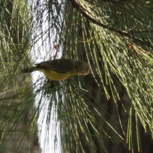 Acanthiza nana at Tuggeranong, ACT - 24 Aug 2023 02:07 PM