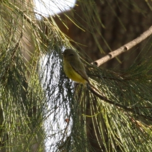 Acanthiza nana at Tuggeranong, ACT - 24 Aug 2023 02:07 PM