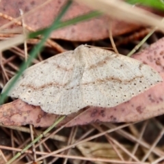 Unidentified Geometer moth (Geometridae) at Moruya, NSW - 24 Aug 2023 by LisaH