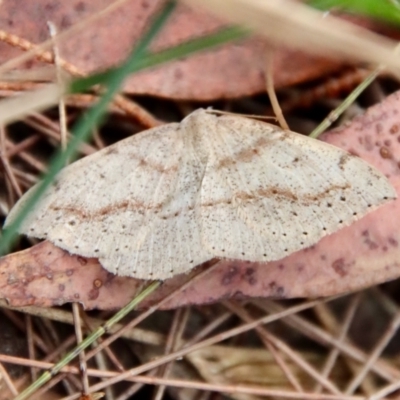 Unidentified Geometer moth (Geometridae) at Moruya, NSW - 24 Aug 2023 by LisaH