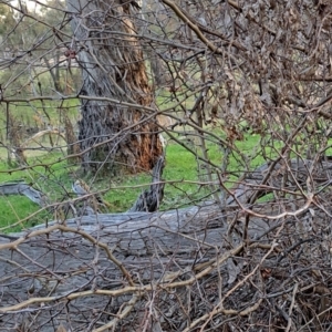 Crataegus monogyna at Majura, ACT - 24 Aug 2023