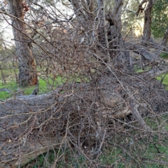 Crataegus monogyna at Majura, ACT - 24 Aug 2023