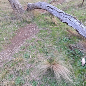 Nassella trichotoma at Majura, ACT - 24 Aug 2023