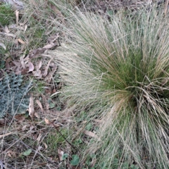 Nassella trichotoma (Serrated Tussock) at Majura, ACT - 24 Aug 2023 by abread111