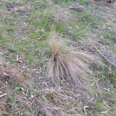 Nassella trichotoma (Serrated Tussock) at Majura, ACT - 24 Aug 2023 by abread111