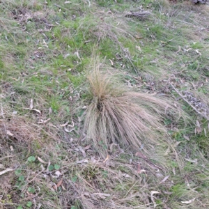 Nassella trichotoma at Majura, ACT - 24 Aug 2023