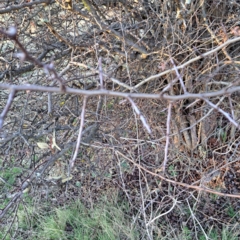 Crataegus monogyna at Majura, ACT - 24 Aug 2023