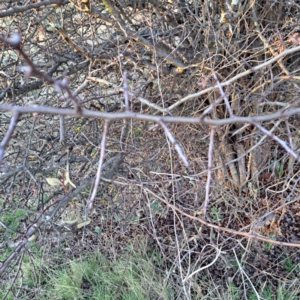 Crataegus monogyna at Majura, ACT - 24 Aug 2023 05:04 PM