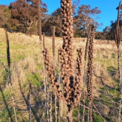 Verbascum thapsus subsp. thapsus at Majura, ACT - 24 Aug 2023