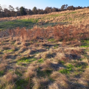 Hypericum perforatum at Majura, ACT - 24 Aug 2023