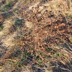 Hypericum perforatum at Majura, ACT - 24 Aug 2023