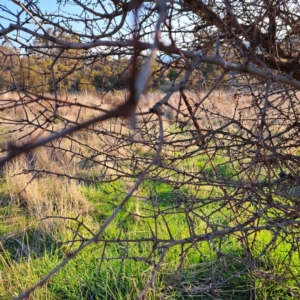 Crataegus monogyna at Majura, ACT - 24 Aug 2023