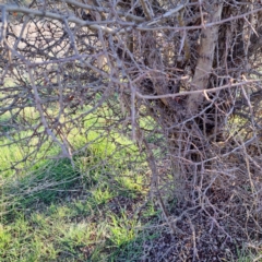 Crataegus monogyna at Majura, ACT - 24 Aug 2023