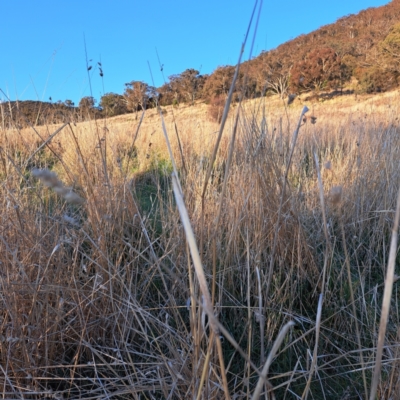 Phalaris aquatica (Phalaris, Australian Canary Grass) at Majura, ACT - 24 Aug 2023 by abread111