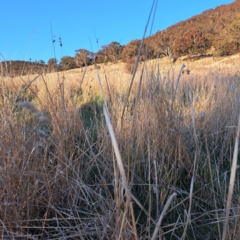 Phalaris aquatica (Phalaris, Australian Canary Grass) at Majura, ACT - 24 Aug 2023 by abread111