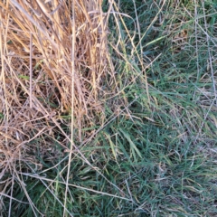 Phalaris aquatica at Majura, ACT - 24 Aug 2023