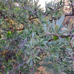 Pyracantha angustifolia (Firethorn, Orange Firethorn) at Mount Majura - 24 Aug 2023 by abread111