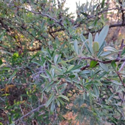 Pyracantha angustifolia (Firethorn, Orange Firethorn) at Mount Majura - 24 Aug 2023 by abread111