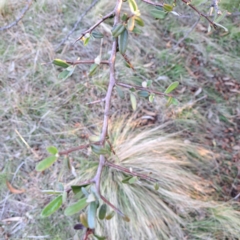 Pyracantha angustifolia at Majura, ACT - 24 Aug 2023