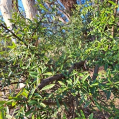 Pyracantha sp. (Firethorn) at Mount Majura - 24 Aug 2023 by abread111