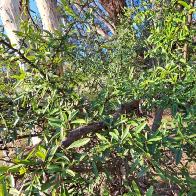 Pyracantha sp. (Firethorn) at Mount Majura - 24 Aug 2023 by abread111