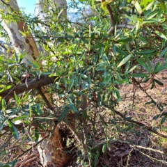 Pyracantha sp. at Majura, ACT - 24 Aug 2023 04:32 PM