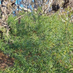 Solanum linearifolium (Kangaroo Apple) at Mount Majura - 24 Aug 2023 by abread111
