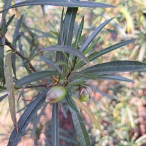Solanum linearifolium at Majura, ACT - 24 Aug 2023