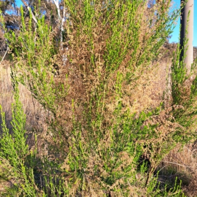 Cassinia sifton (Sifton Bush, Chinese Shrub) at Mount Majura - 24 Aug 2023 by abread111