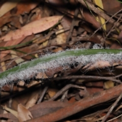 Unidentified Scale insect or Mealybug (Hemiptera, Coccoidea) at Mount Cotton, QLD - 24 Aug 2023 by TimL