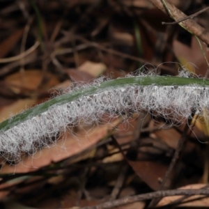 Aleuroctarthrus destructor at Mount Cotton, QLD - 24 Aug 2023 10:36 AM