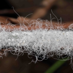Aleuroctarthrus destructor at Mount Cotton, QLD - 24 Aug 2023 10:36 AM