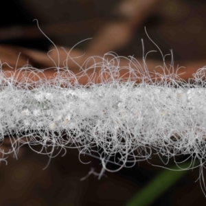 Aleuroctarthrus destructor at Mount Cotton, QLD - 24 Aug 2023 10:36 AM