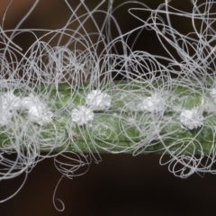 Aleuroctarthrus destructor (Whitefly) at Mount Cotton, QLD - 24 Aug 2023 by TimL